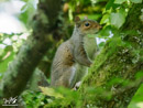 Grey Squirrel - Wiewiórka Szara